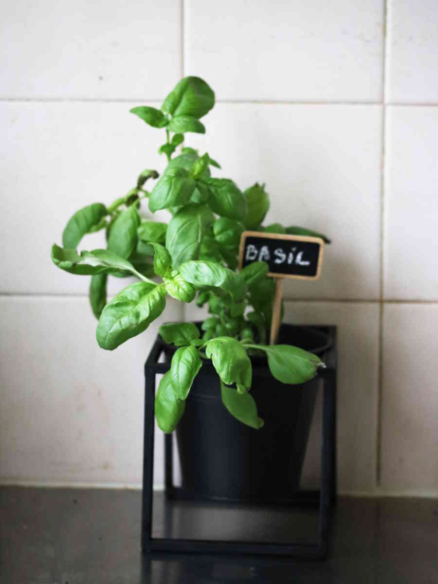choisir le bon pot : pot en métal noir pour cultiver des herbes aromatiques dans une cuisine comme du basilic | Échoppe Végétale #jardinagefacile #balcon #potagerurbain #basilic #cuisine #potager