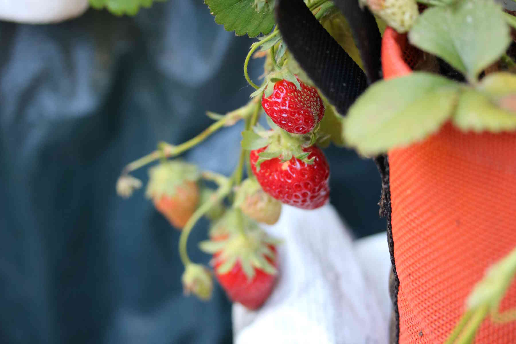 choisir le bon pot : pot en géotextile Bacsac, couleur rouge pour rempoter des fraisiers sur un balcon en automne | Échoppe Végétale #jardinagefacile #balcon #potagerurbain