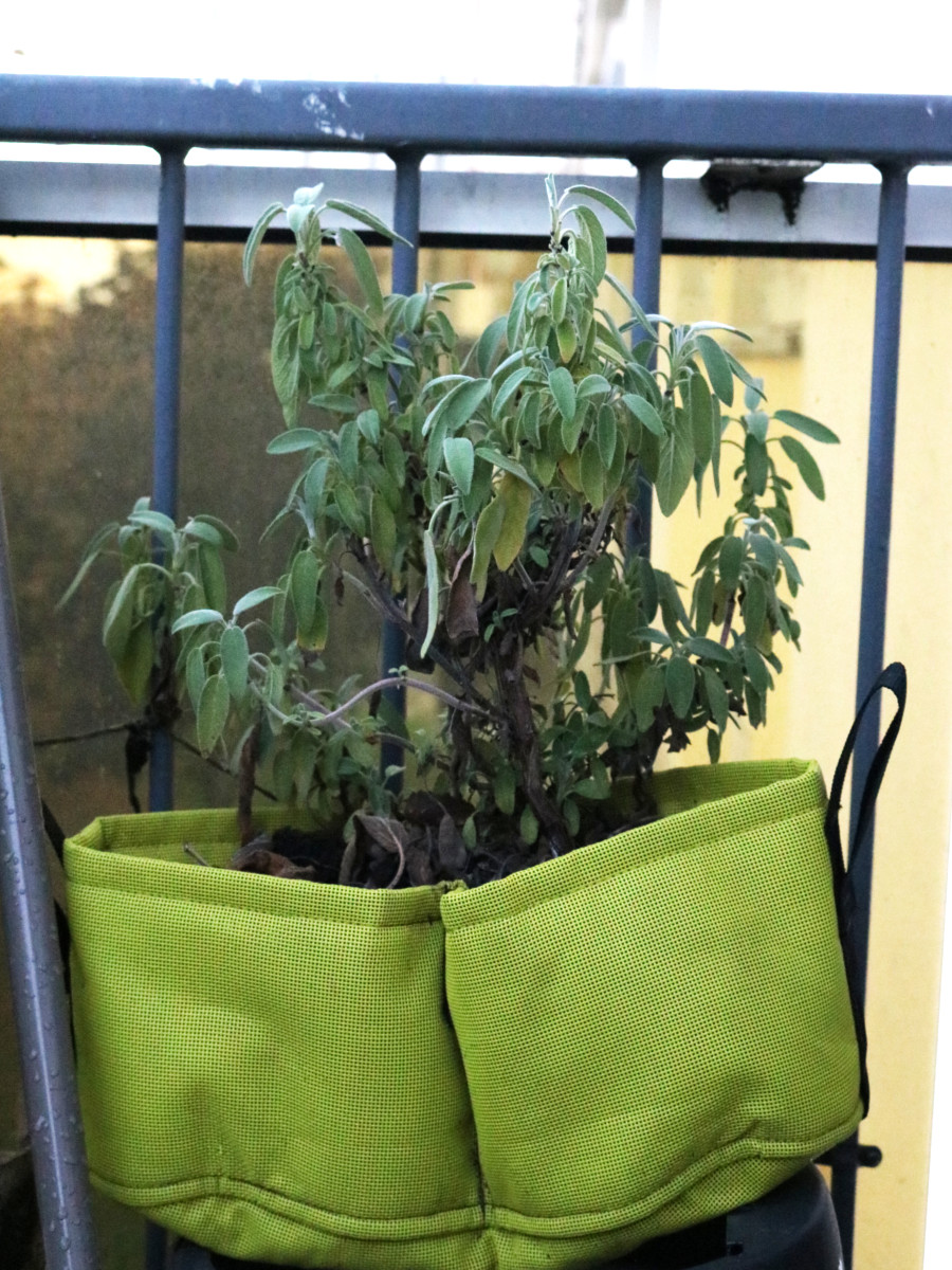 choisir le bon pot : pot en géotextile Bacsac, couleur vert clair pour rempoter de la sauge sur un balcon en automne. Mettre des billes d'argile au fond du pot avant de mettre du terreau et arroser régulièrement. La sauge résiste au froid. | Échoppe Végétale #jardinagefacile #balcon #potagerurbain