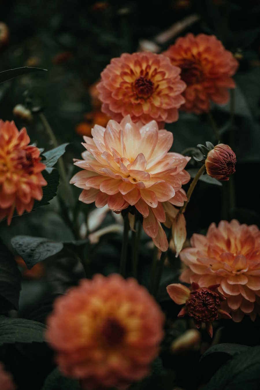 L'échoppe Végétale - Inspirations pour un automne pas monotone | fleurs de dahlias orange pour réaliser un bouquet d'automne comme chez le fleuriste