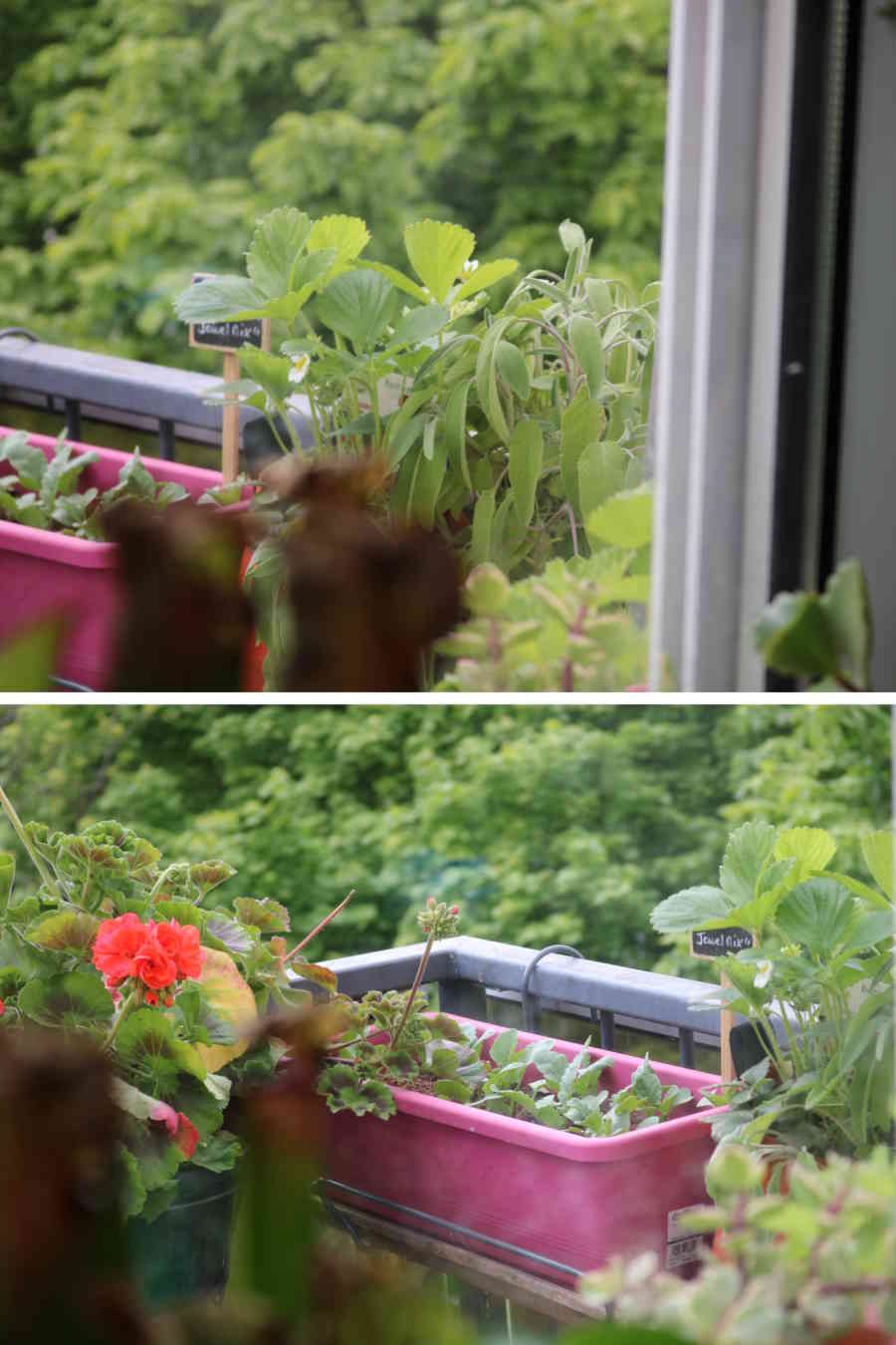 L'échoppe Végétale - Inspirations pour un automne pas monotone | faire pousser des géranium, des fraisiers et de la sauge en automne sur son balcon dans des pots et jardinières