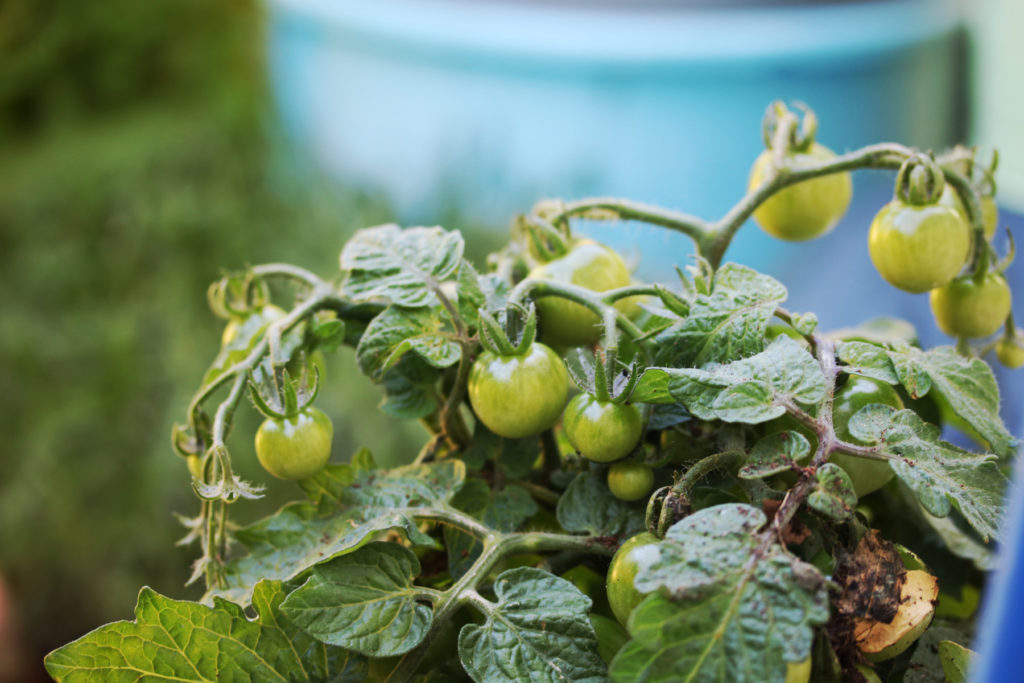 L'échoppe Végétale - Inspirations pour un automne pas monotone | faire pousser des tomates cerises en pot sur son balcon potager