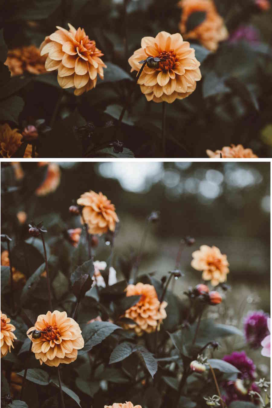 L'échoppe Végétale - Inspirations pour un automne pas monotone | fleurs de dahlias orange pour réaliser un bouquet d'automne comme chez le fleuriste