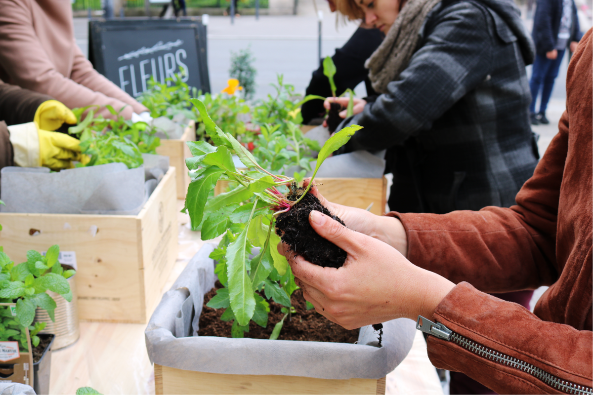 atelier jardinage en ville et en entreprise, potager sur balcon - Échoppe Végétale