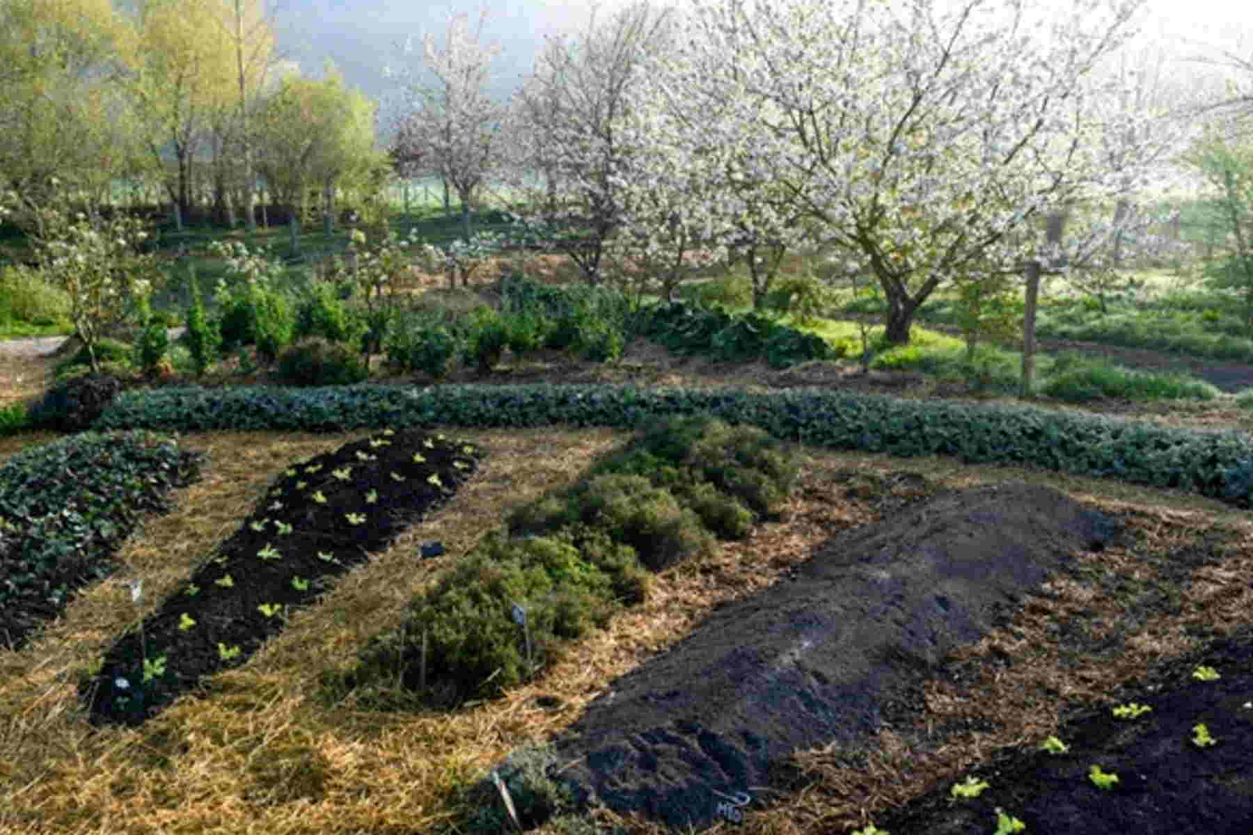 La permaculture, une pratique à cultiver même sans jardin, interview de ferdinand responsable d'Ecosia France