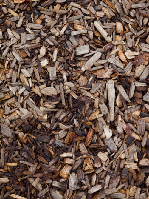 paillis avec des copeaux de bois secs pour retenir l'humidité après l'arrosage au potager en été