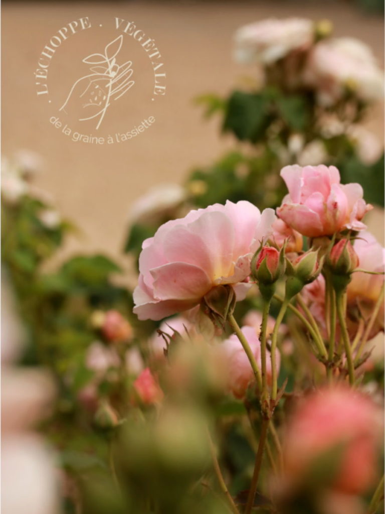 fleurs roses mellifère à cultiver dans un potager sur balcon. Pousse dans le jardin du domaine de Trianon au chateau de Versailles.