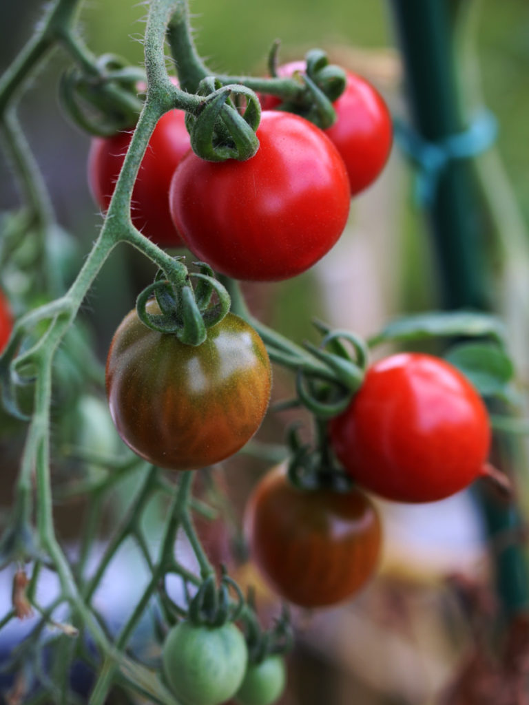 tomates vertes et rouges en train de murir au potager sur balcon - échoppe végétale