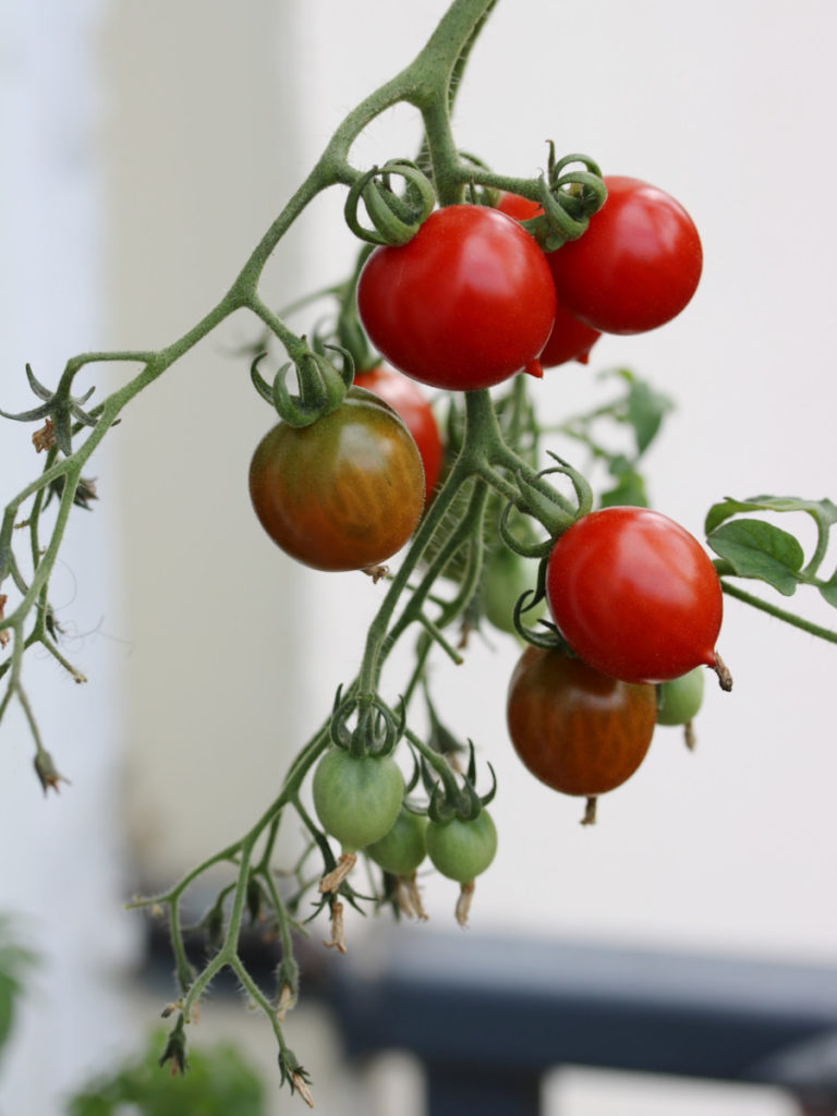tomates vertes et rouges en train de murir au potager sur balcon - échoppe végétale